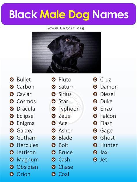 male black dog names|good black dog names boy.